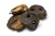 cache_image_noski-wieprzowe-cale_1fa3548c06c397214e24a4cb9be74b09ffe89df0_759.69321533923x503.webp.webp